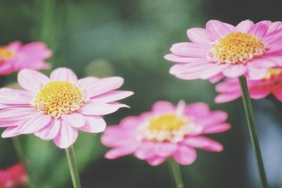 Close-up of pink cosmos flowers blooming outdoors