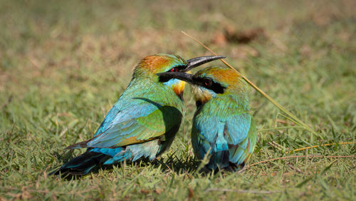 Close-up of bird on field