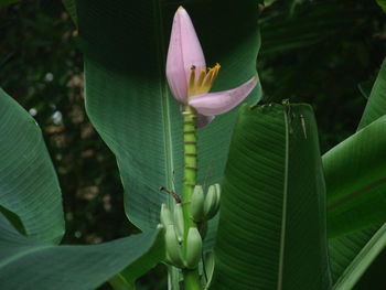 Close-up of flowering plant