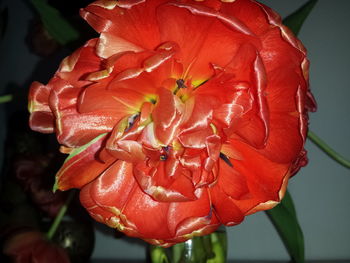 Close-up of red rose flower