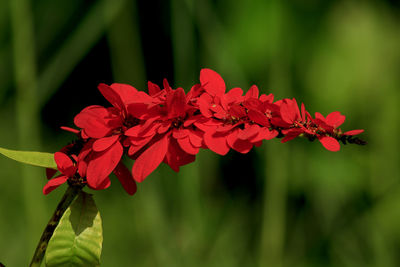 Close-up of red flowering plant