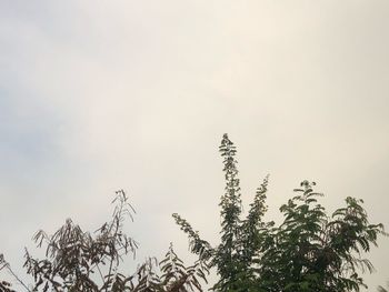 Low angle view of trees against sky during winter