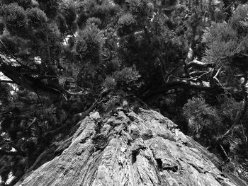 High angle view of trees in forest