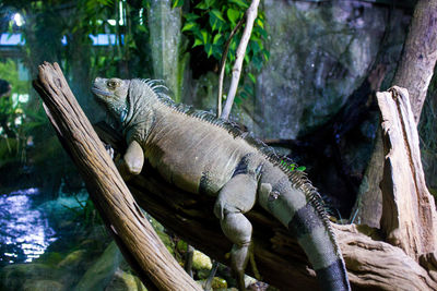 View of lizard in zoo