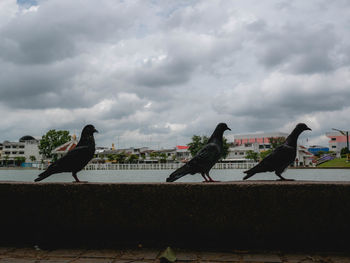 Birds perching on the ground