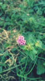 Close-up of pink flowers