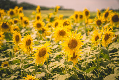 Close-up of sunflowers on field