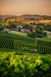 Green vineyards in piedmont, italy 