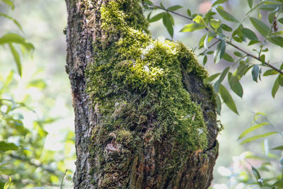 Low angle view of moss growing on tree trunk