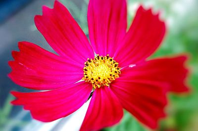 Close-up of cosmos flower blooming outdoors