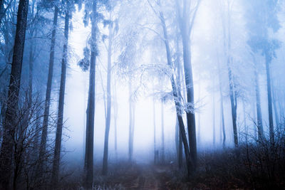 Trees in forest during winter