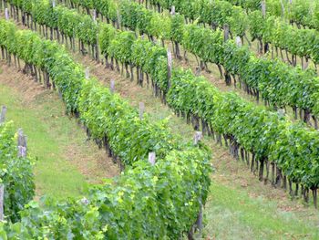 View of vineyard against plants