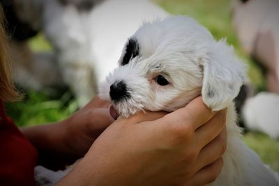 Close-up of hand holding puppy