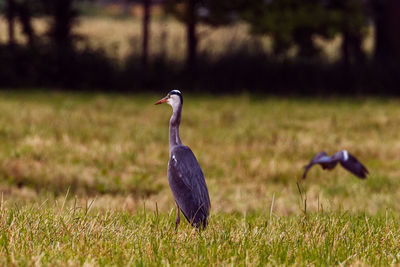 Bird perching on a field