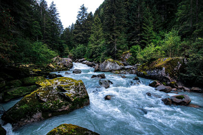 Scenic view of river amidst trees in forest