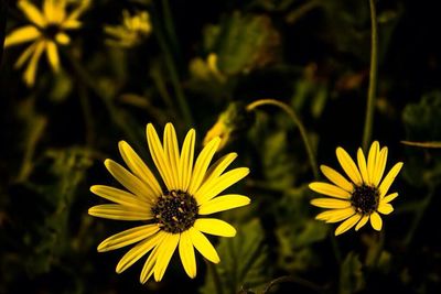 Close-up of yellow flower