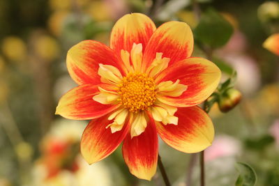 Close-up of red flowering plant