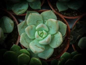 Full frame shot of succulent plant