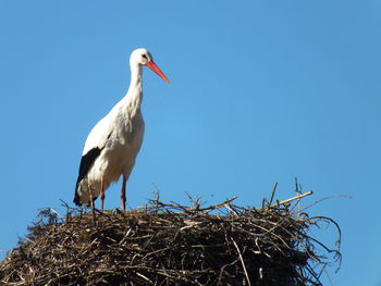 Low angle view of bird perching on blue sky