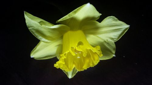 Close-up of flower over black background