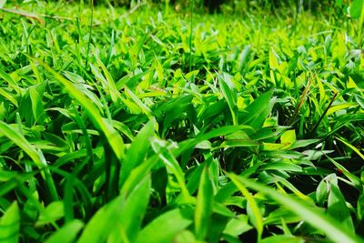 Full frame of leaves on field