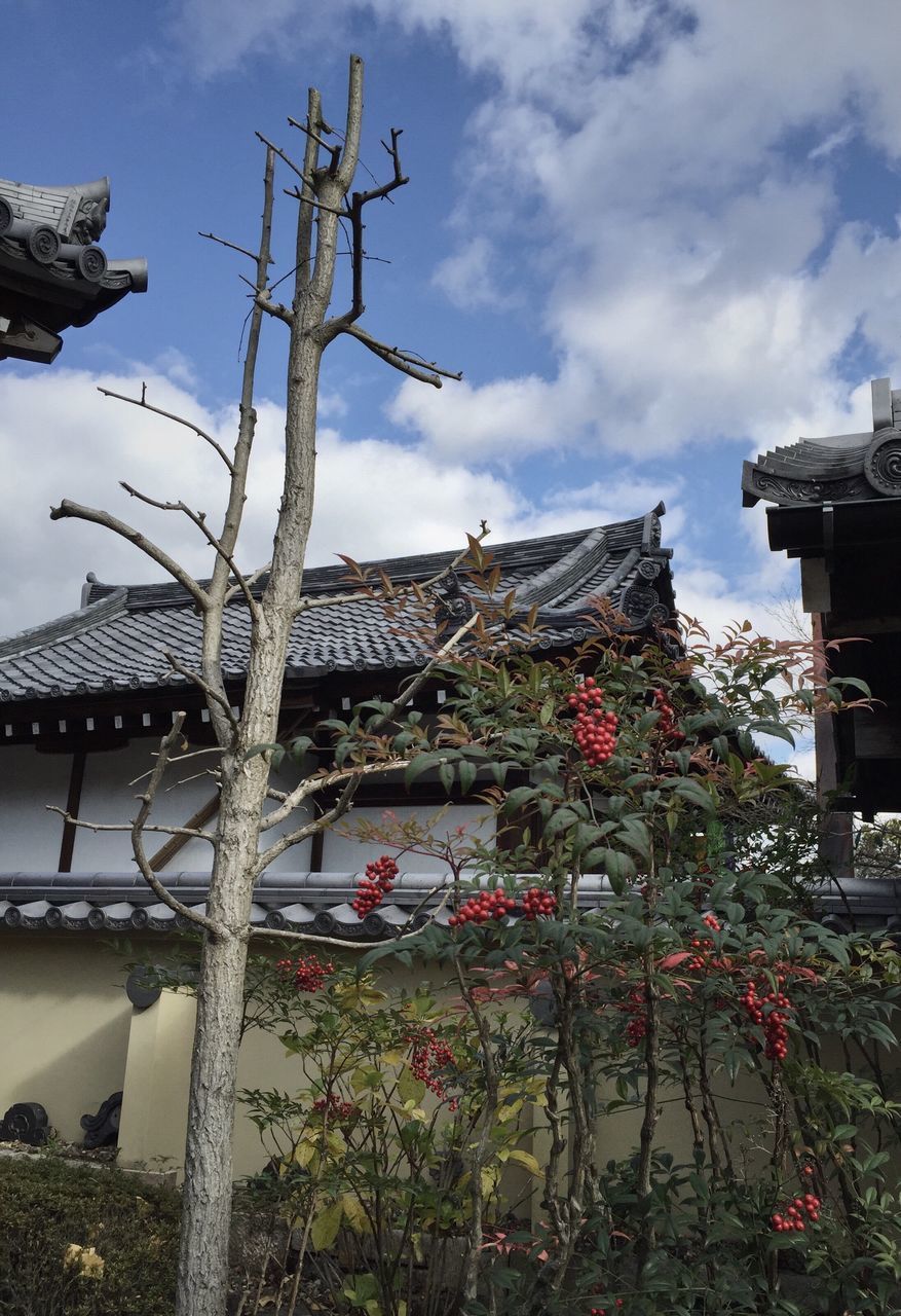 LOW ANGLE VIEW OF FLOWERING PLANTS AND TREES AGAINST SKY