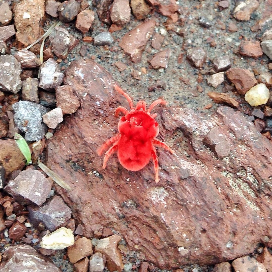 flower, red, petal, freshness, fragility, flower head, high angle view, nature, growth, beauty in nature, rock - object, textured, close-up, single flower, pink color, day, rock, outdoors, no people, directly above