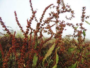 Low angle view of flowering plants on field against sky