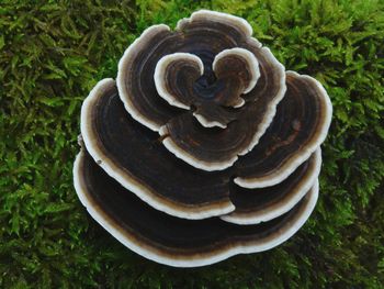 Close-up of mushroom growing on tree