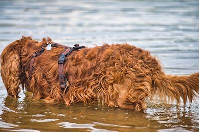 Brown dog in a lake