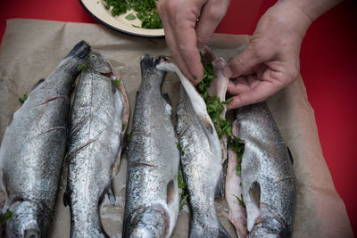 High angle view of hand holding fish