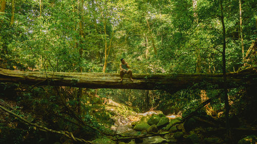 Amazing rainforest at westborneo