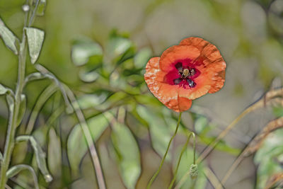 Close-up of red flowering plant