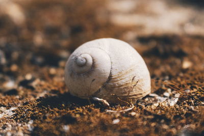 Close-up of snail on ground