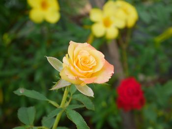 Close-up of yellow rose