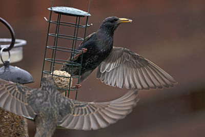 Close-up of bird perching on feeder