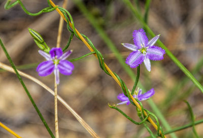 Close-up of purple flowering plant on field