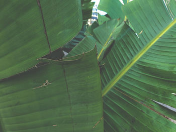 Close-up of leaves