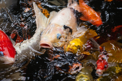 High angle view of koi carps swimming in sea