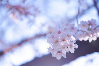 Close-up of cherry blossoms