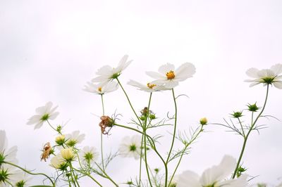 Low angle view of white flowers