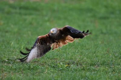 Close-up of a red kite flying over field