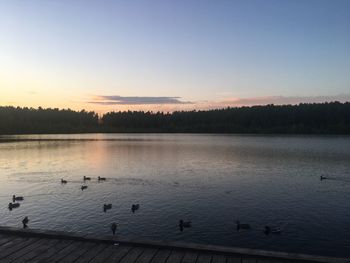 Swans swimming in lake against clear sky during sunset