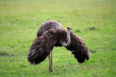 Close-up of duck standing on field