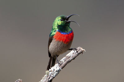 A greater double collared sunbird sings in the early morning.