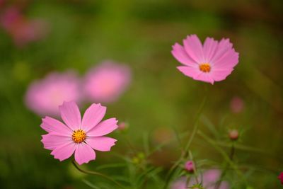 Close-up of pink cosmos flower on field