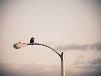 Low angle view of raven perching on street light against sky