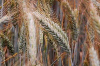 Close-up of wheat growing on field