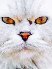 Close-up portrait of cat