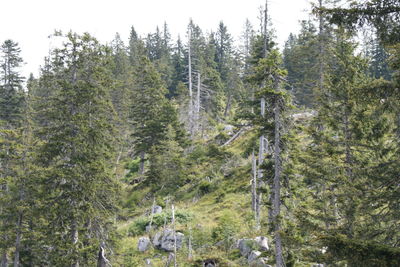 Pine trees in forest against sky